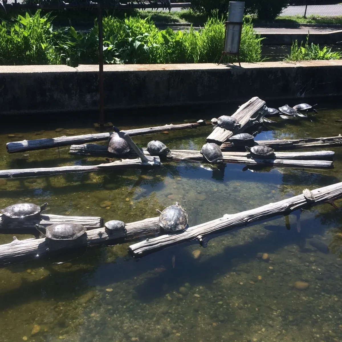   -Photo Credit:    Cold Spring Harbor Fish Hatchery & Aquarium   