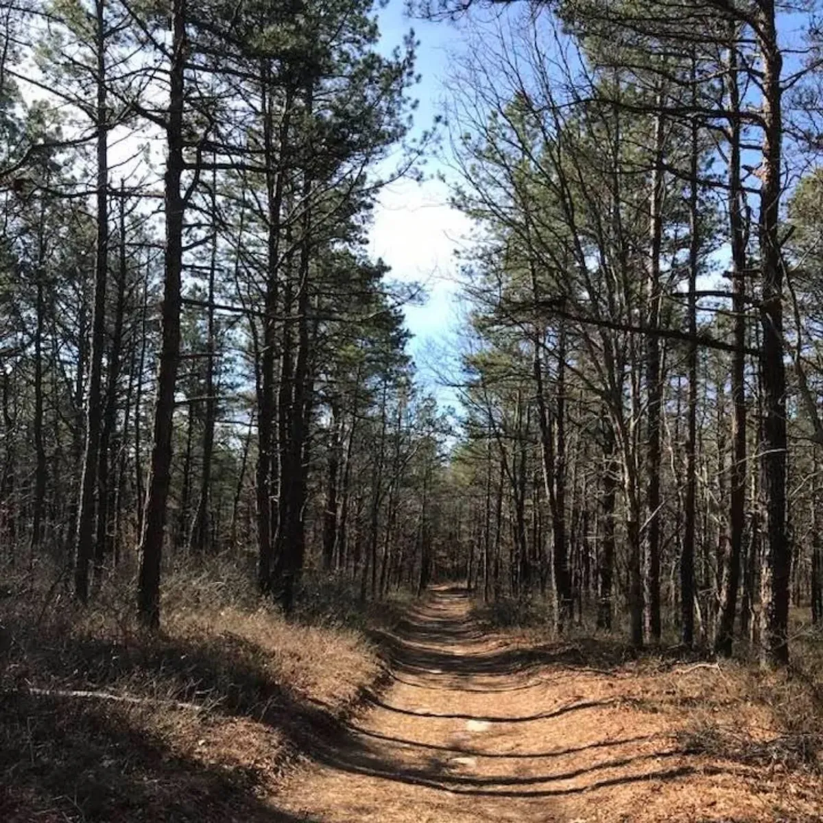 -Photo Credit: Brookhaven State Park Facebook Page