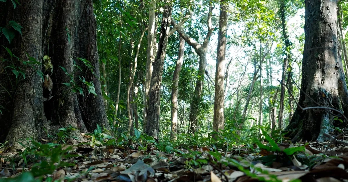 Exploring Nature's Beauty: The Morton Preserve in Noyack