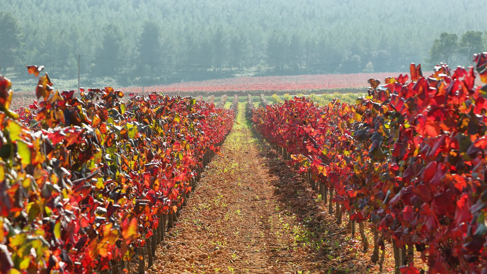 The North Fork's Newest Winery Is Growing on a Mattituck Farm Settled in 1736