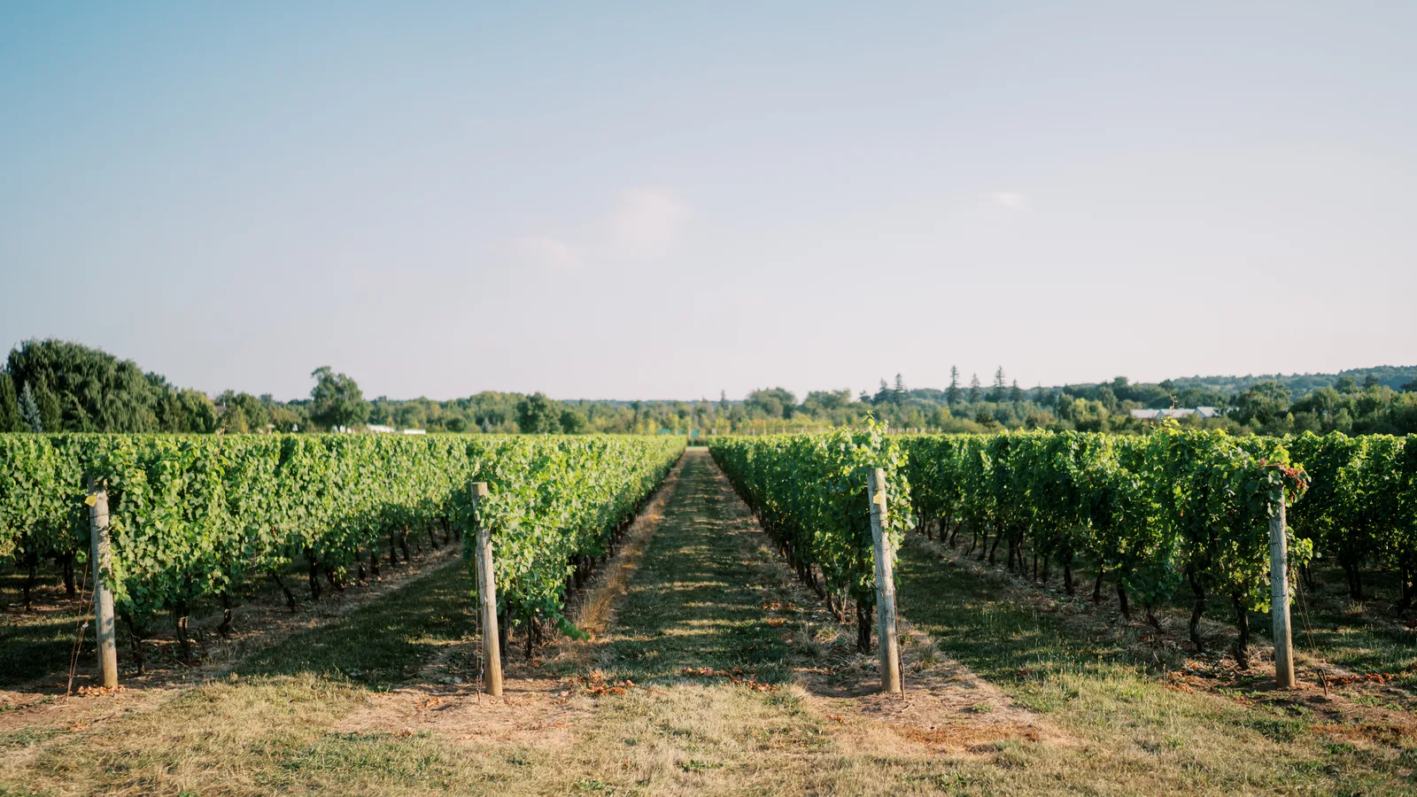 THEO Vineyard in Jamesport Can Now Make Its Own Wine From Vines Planted in 1993