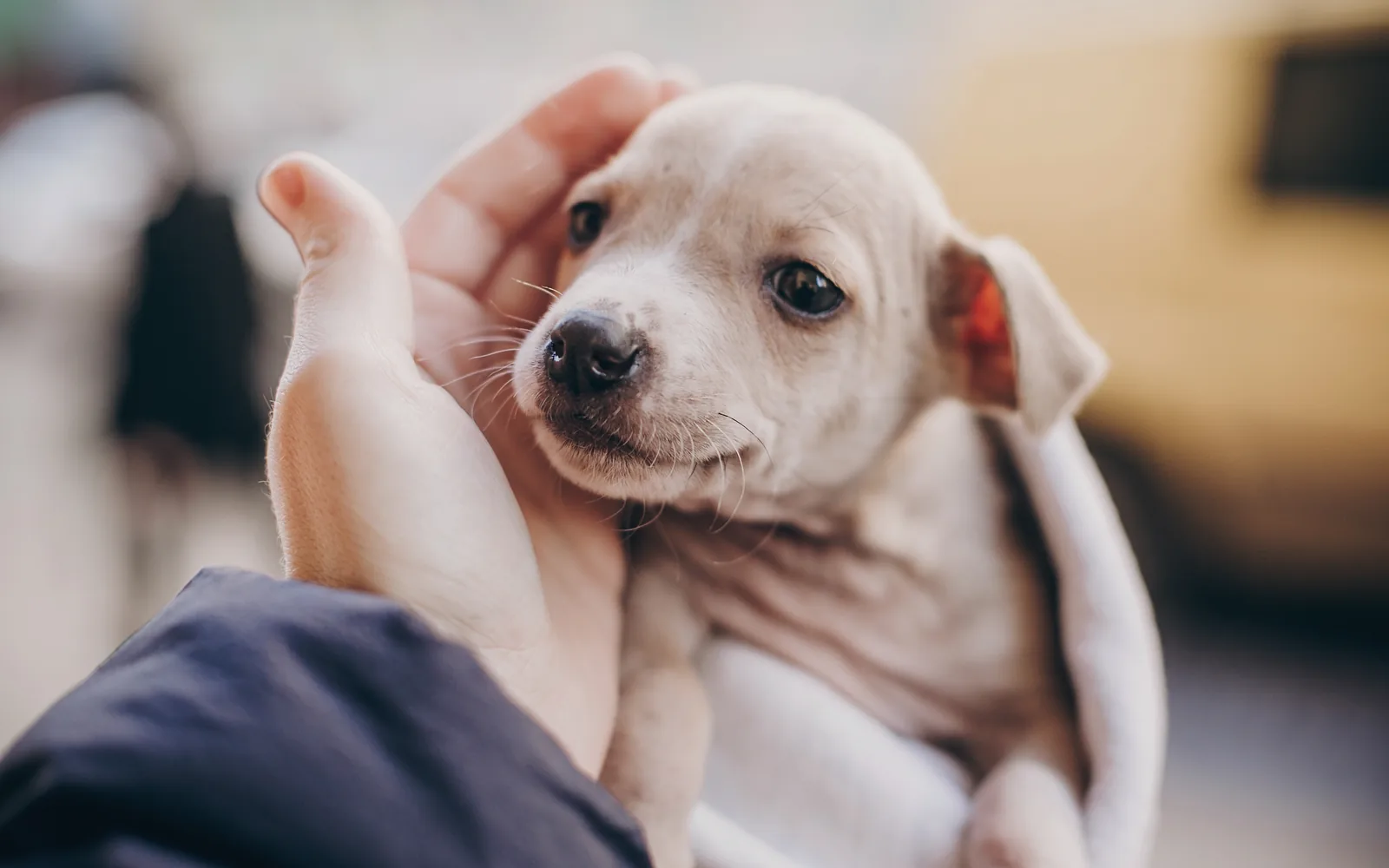 Riverhead Is Rewriting Its Pet Store Law to Match New York's Puppy Mill Ban. Nobody Spoke at the Hearing.