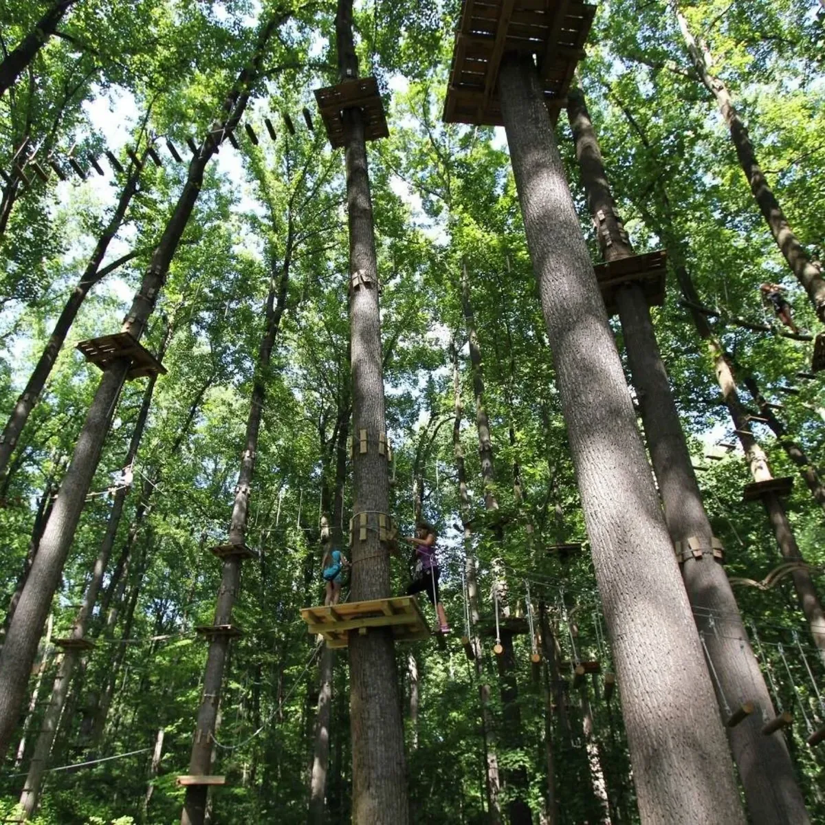   -Photo Credit:    The Adventure Park at Long Island   