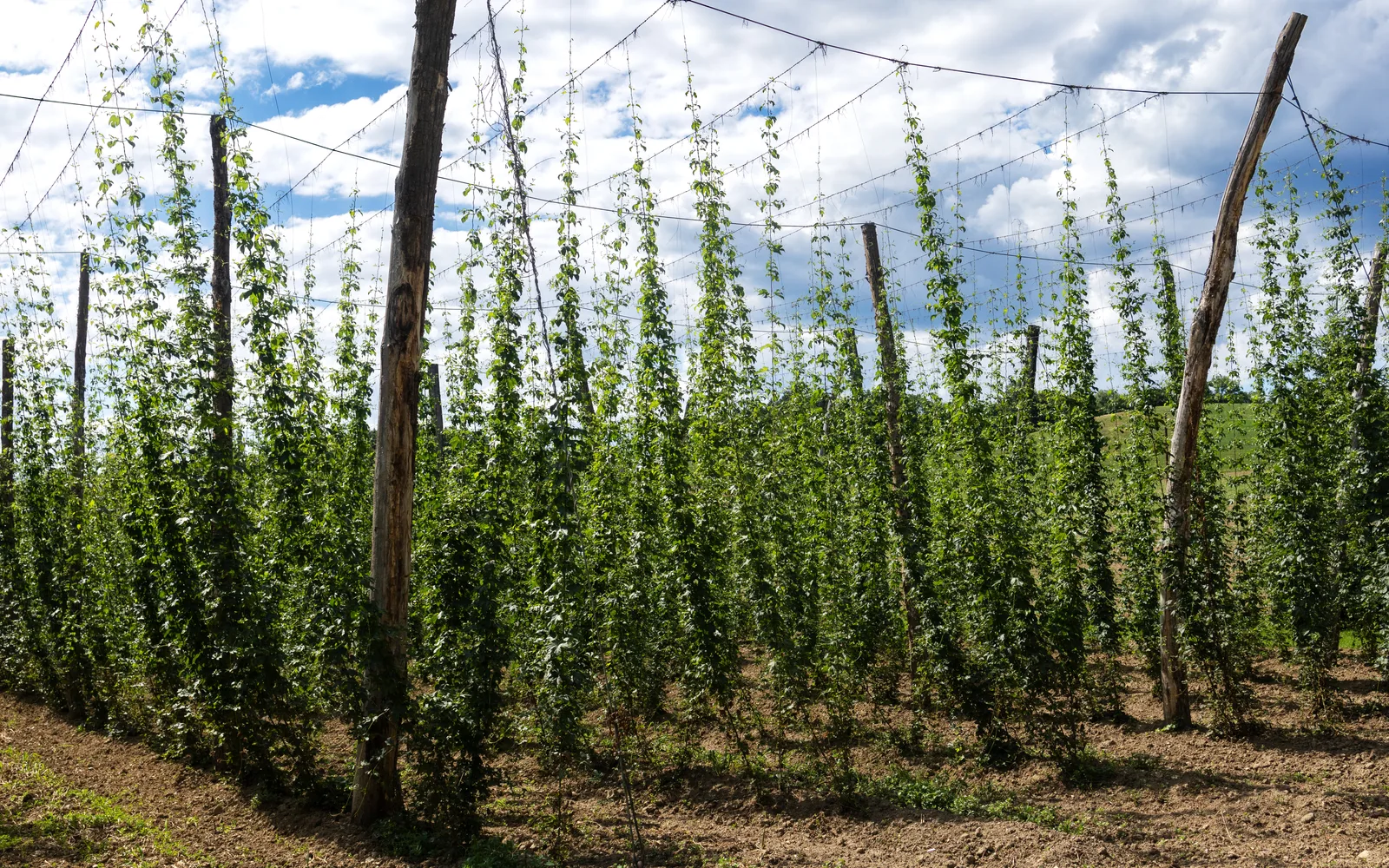A Sound Avenue Farm Brewery Has New Owners and an Open Door. Its Hop Festival Lands August 29.
