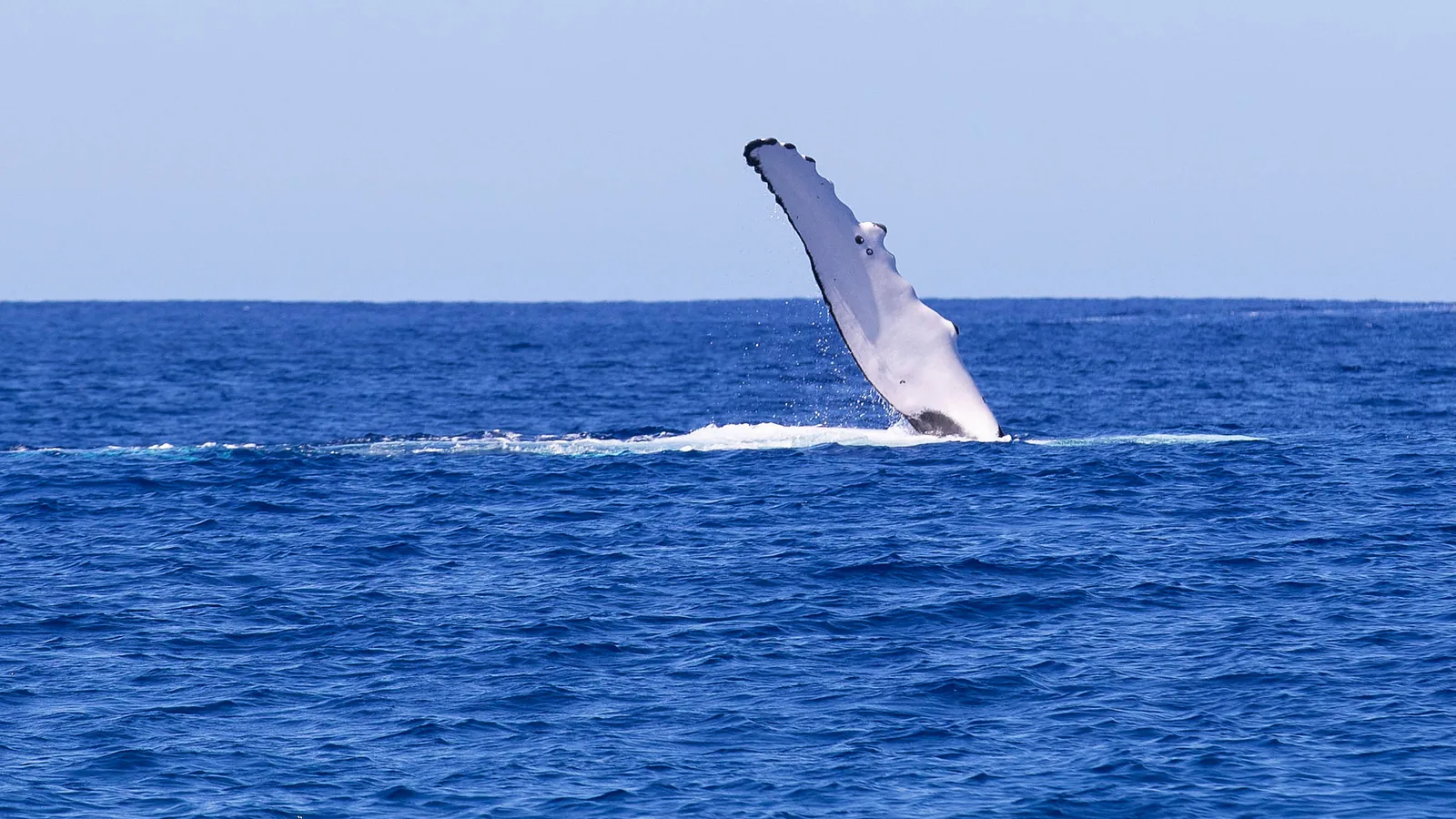 A Law Signed Monday Adds Whale Avoidance to New York Boater Education. Long Island Waters Are Why.