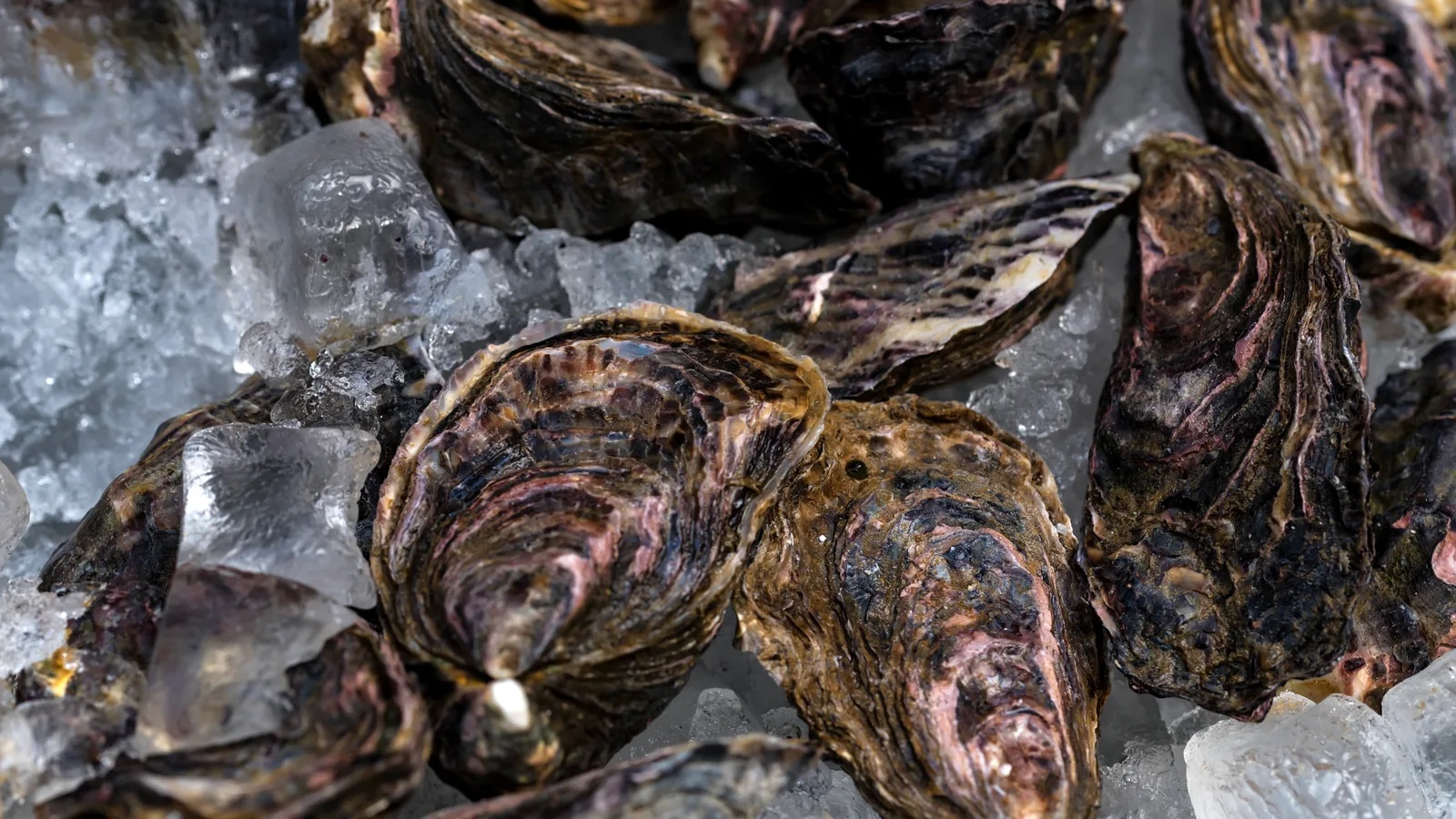 Your Long Island Weekend: Oyster Fest, a Brand-New Garden and a Bakery's 95th Birthday Party