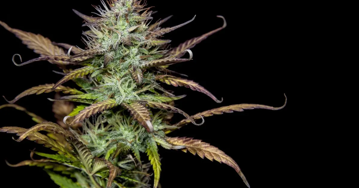 The Highs and Lows of 420: A Journey Through the Origins and Evolution of Cannabis Culture's Most Iconic Number