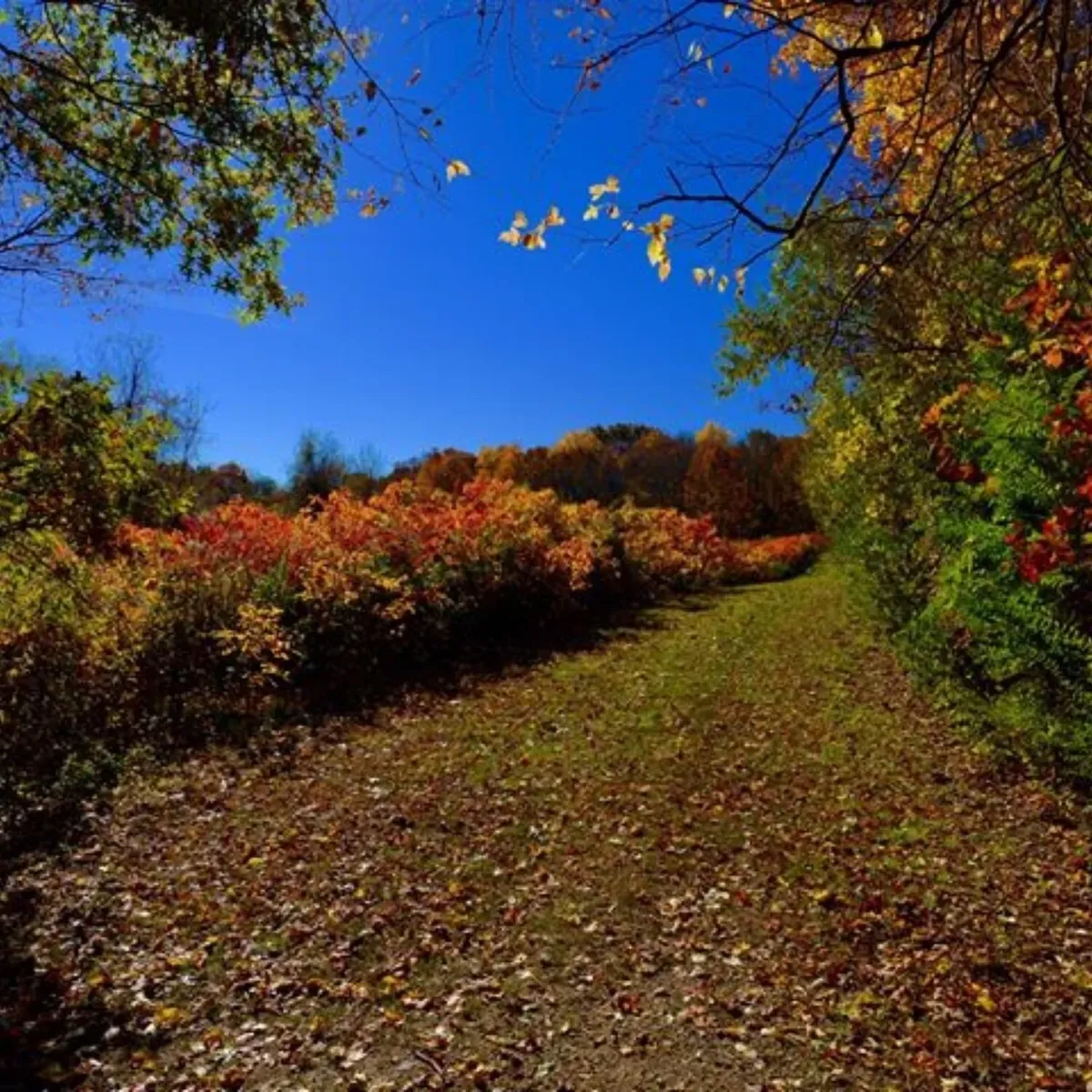 -Photo Credit: Muttontown Preserve Facebook Page