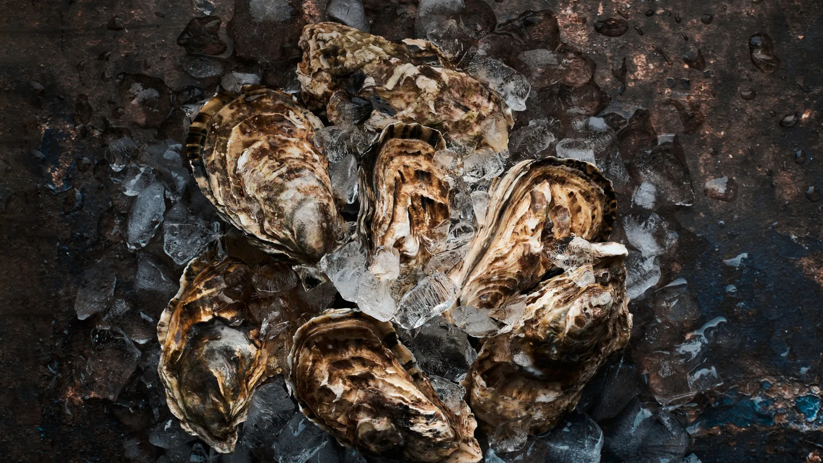 Oyster Fest Returns October 17 and 18, and This Year Your Empty Shells Go Back Into the Harbor