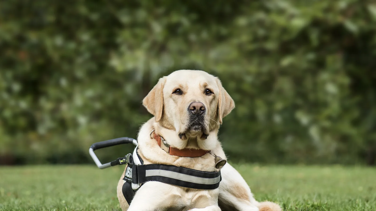 Medford's Service Dog Campus Doubled Its Dorms, and a Bay Shore Builder Picked Up the Bill
