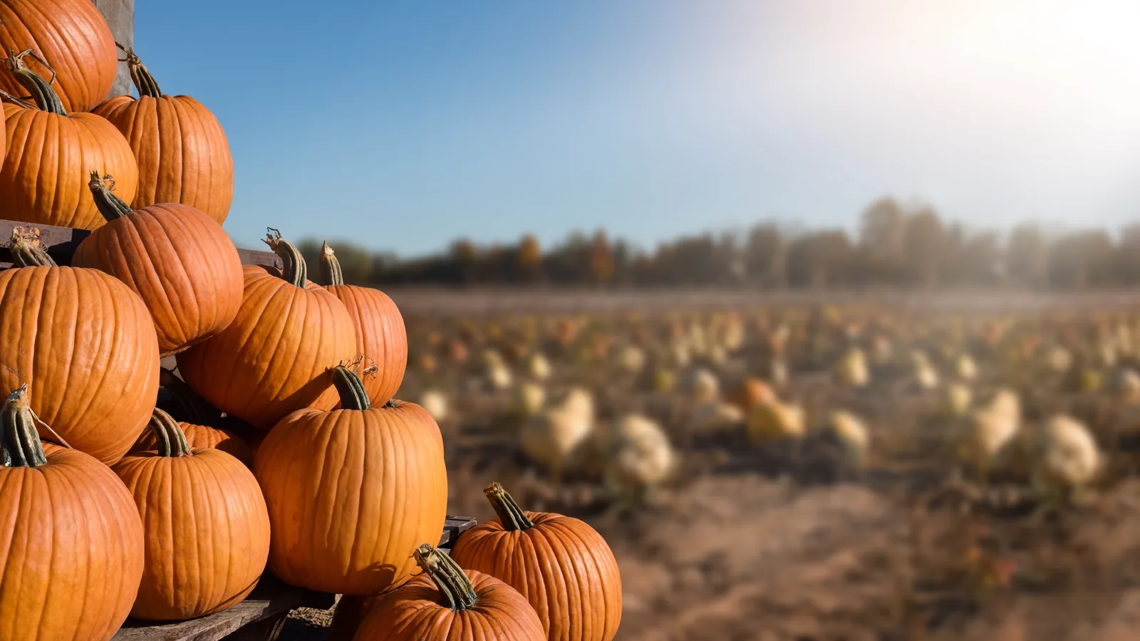 Pumpkin Picking Is On Across Long Island: Six Farms, Their Real Hours and Their Prices