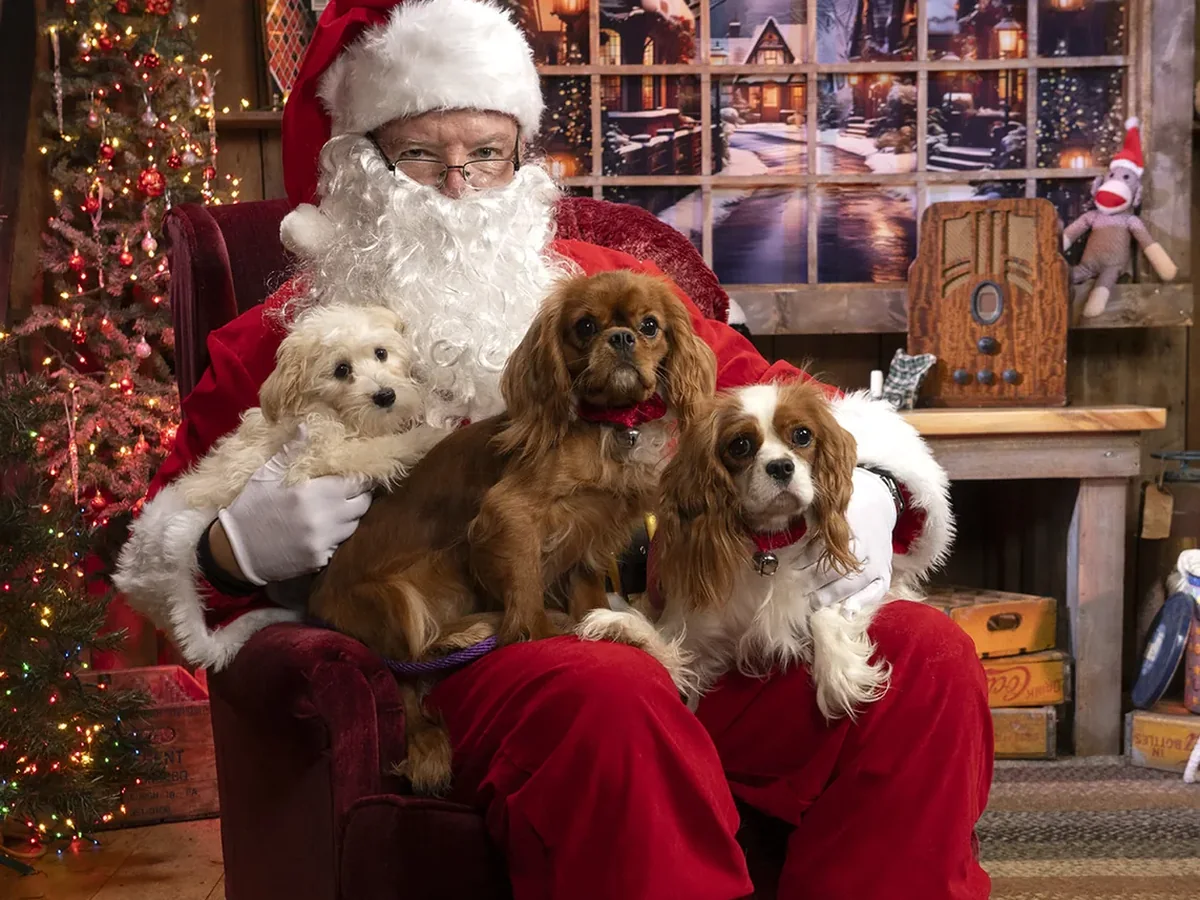 Santa holding three small dogs, two Cavalier King Charles spaniels and a white fluffy puppy, in front of a decorated tree